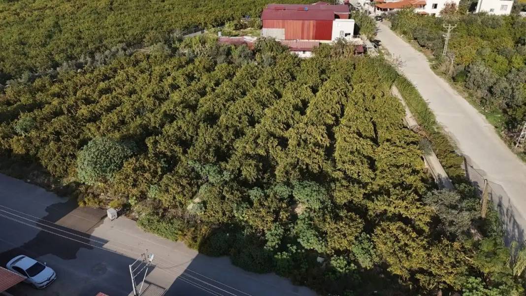 Hatay’da Mandalina Bolluğu: Tarlada Fiyatlar 2 TL’ye Kadar Geriledi 1